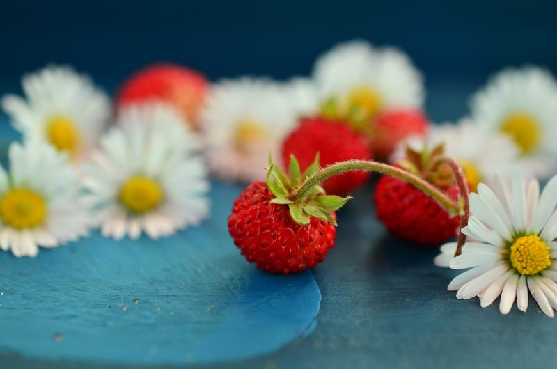 Wild Berry Desserts
