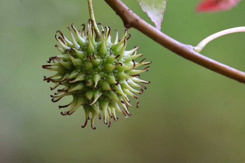 Wild Berries